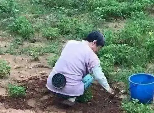 搞笑图片地里有蚊子怎么办,大妈有绝招,身后来一盘蚊香