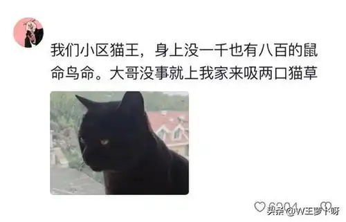 笑麻了当给小猫吃了罐头后,它蹲了三天帮我把老鼠抓到了