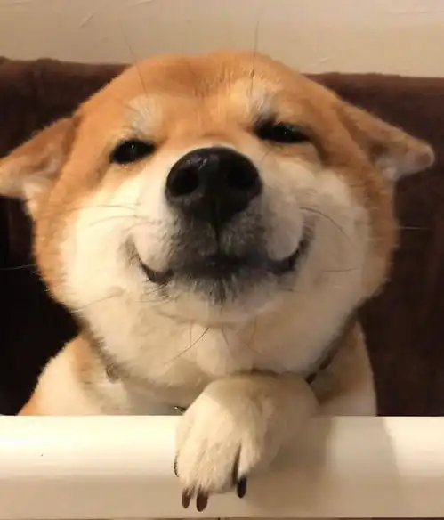 看到主人回家开心到飞机耳的柴犬,这就是传说中的一秒变海豹吧