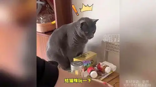 主人偶然拿活虾逗猫咪,猫咪瞬间被吓出表情包