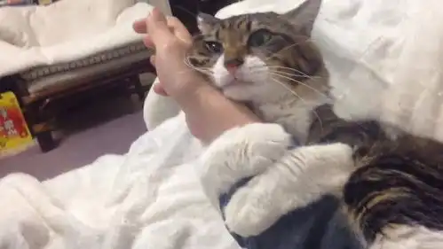 怎样判断猫咪把你当主人还是工具人这些行为都中招了吗