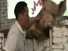 迷你猪表情包