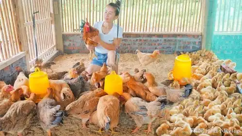 姑娘建造大型散养鸡舍,购买大量鸡苗来饲养,在家也能赚大钱