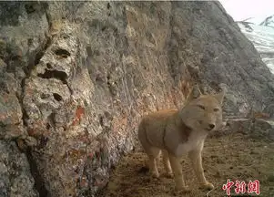 西藏动物的几大最状,是谁把你的心俘虏了