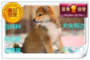 直销精品柴犬温顺易训包健康可上门交易可托运