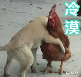 鸡年就要来了,有了这些图,新一年斗图王者就是你
