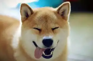 狗狗的口水可以加速伤口愈合吗