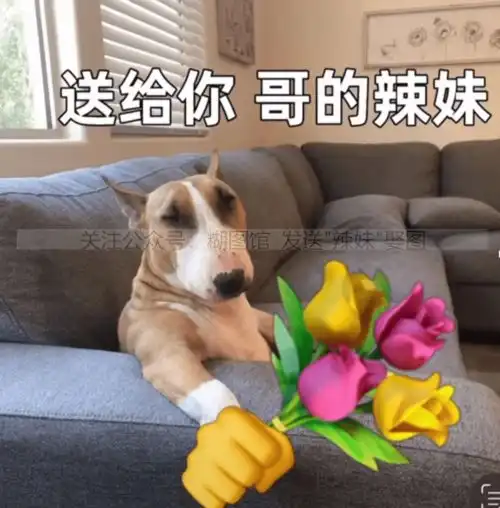 送给你哥的辣妹表情包丨狗狗拿花表情包