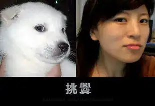 管理员模仿动物搞笑照片蹿红网络
