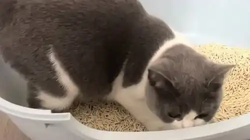 小奶猫拉粑粑的全过程,呆萌的姿势太逗了,连表情都像是在用力
