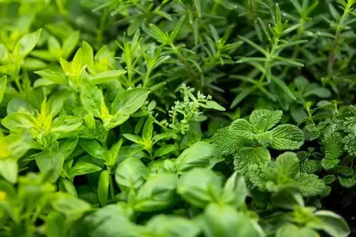 传统药草栽培图片广告素材下载至来源处