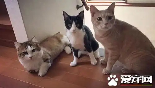 猫咪也爱出去玩主人出门上课必须过猫咪的阻挡关卡