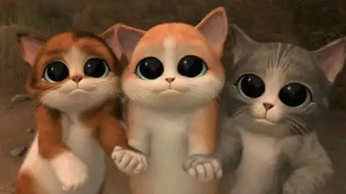 求萌猫三剑客的表情包