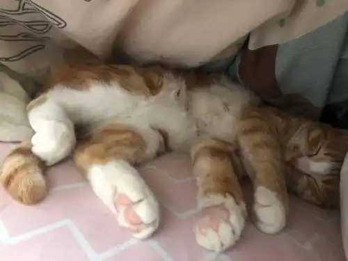 睡姿各种销魂的招财猫猫,太萌了