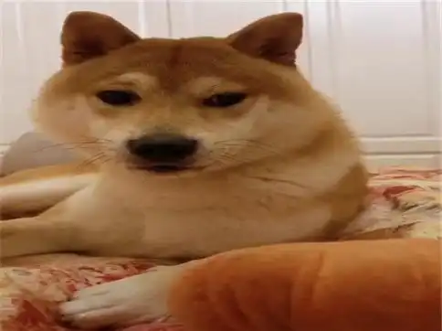 生气的柴犬面对美食诱惑时,眼神里都是戏,狗我早已看透了一切