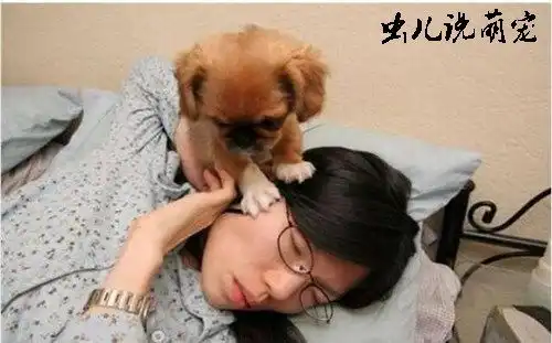 妹子还在梦乡中做美梦,结果被宠物狗狗给扰了美梦