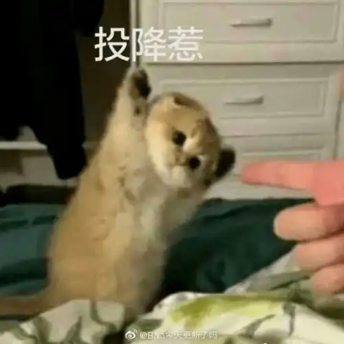 又是被沙雕表情包笑到的一天