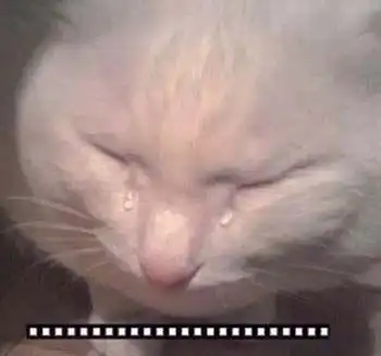 生活不易猫猫叹气可爱的猫咪表情包