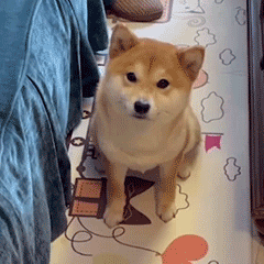 微信搞笑表情包这是小猫咪能看的吗