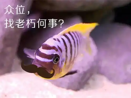 你是表情包小能手吗