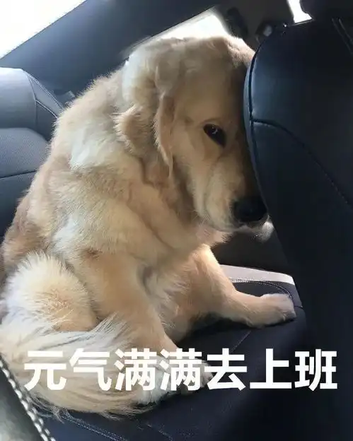 表情包我懂了,我就是一个惹人讨厌的美丽女孩