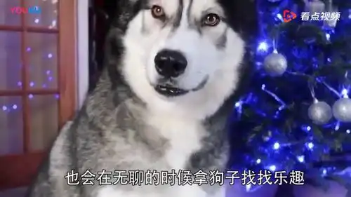 坑狗系列主人给哈士奇喝汽水,哈士奇喝完之后的反应太搞笑了