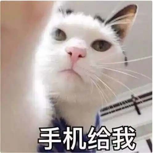 大家都有哪些沙雕猫的表情包哇