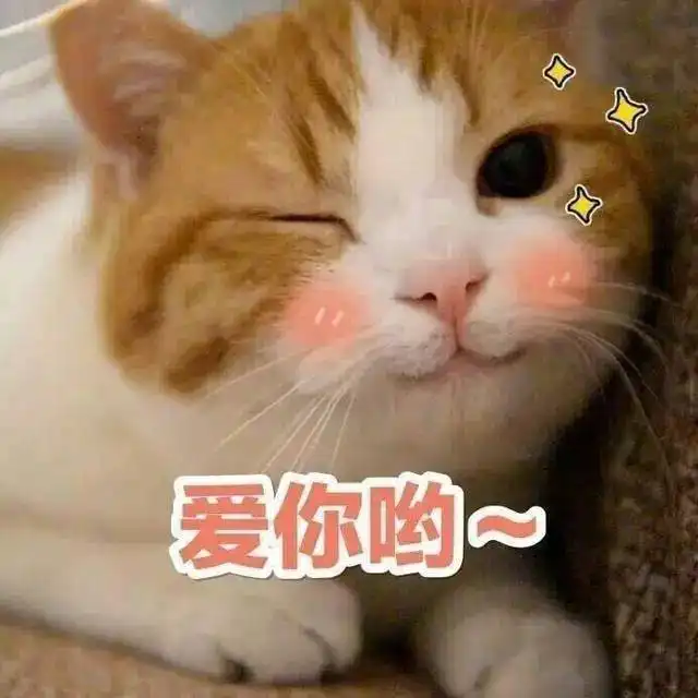 猫咪表情包来袭我没有在嘲笑你,别想太多