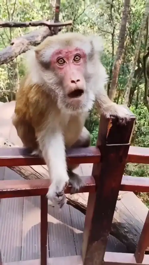 猴子为了要口吃的,也是够拼的了搞笑配音搞笑视频搞笑