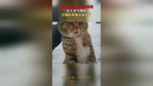 猫咪冰天雪地离家出走,主人生气埋怨,小猫的表情太搞笑了