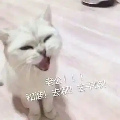 表情包老婆专用表情包,老公