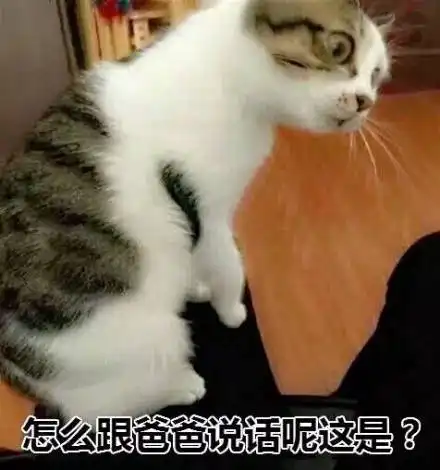 各种糊糊的沙雕猫表情包,看完忍不住有点喜欢