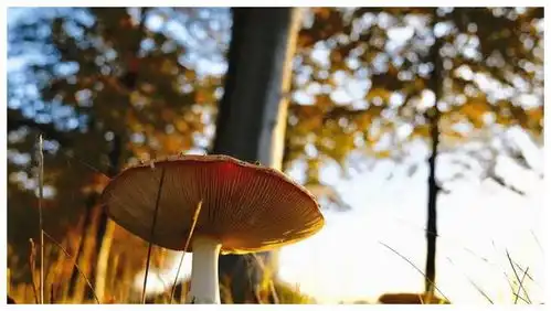 下个月内,走桃花运携手一生,余生很幸福的四大生肖