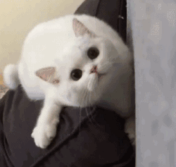 同样是喵星人,当仙女猫遇上胖橘我打扰了
