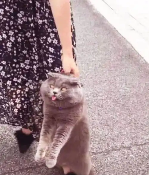 猫咪偷跑出去约会,结果被女主人发现拖回家表情让人笑翻了
