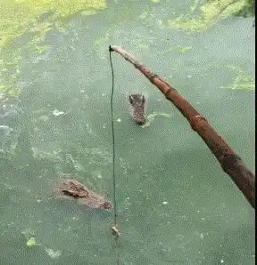 爆笑gif一天天就知道钓鱼,这种鱼你也敢钓