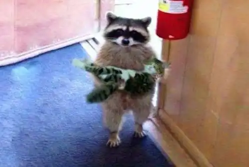 千万别让浣熊撸到猫,不然一揉就是一辈子,镜头拍下这一幕