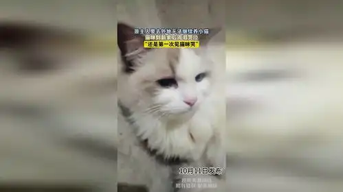 原主人要去外地无法继续养小猫,猫咪到新家后流泪哭泣,还是第一次见猫咪哭