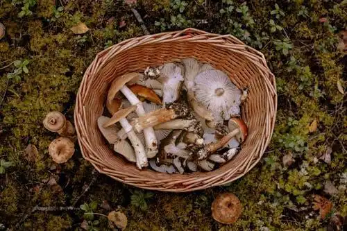 云南一大爷吃野生蘑菇中毒出现幻觉,食用野生菌还是要谨慎啊
