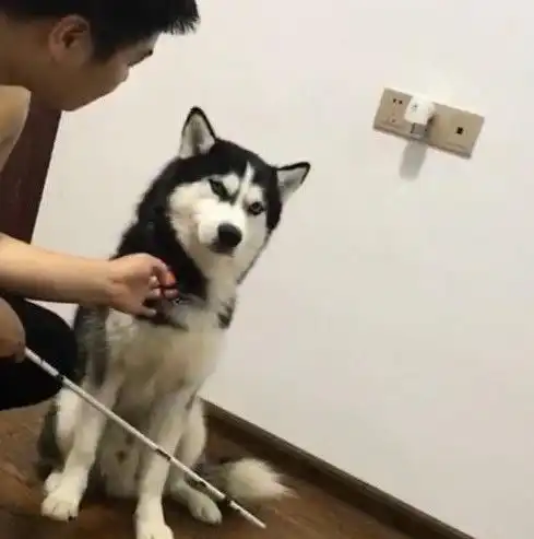 二哈做错事被主人说了几句后就不耐烦了,斜眼怒视铲屎官,你敢揍我试试