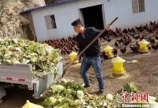 丢掉铁饭碗养起红冠鸡90后要带着乡亲同致富