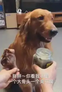 主人让哈士奇食物里挑一个,而二哈选了大脚丫子,路过的猫咪懵了