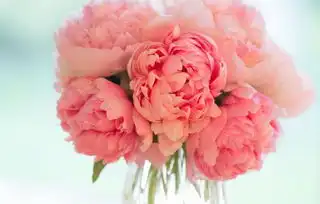 七夕节送花祝福语
