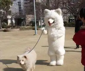 测试一个超长简介的文章