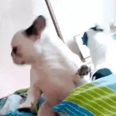 有哪些搞笑的动图gif表情包