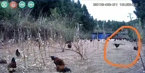公鸡中的战斗鸡欧耶全家吃鸡生态鸡表情包新鲜出炉