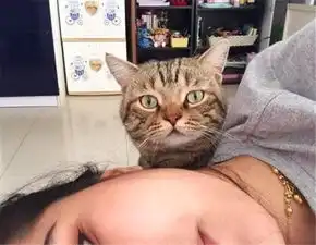 主人诱哄小猫咪,小猫咪为了小鱼干一副豁出去了的表情,萌哭了