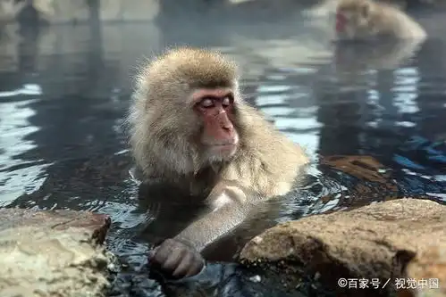 搞笑图片笑话段子看什么猴子,你舅舅在这,还去什么动物园