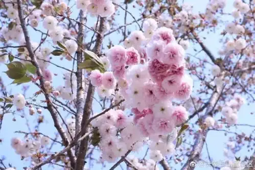 整个景区都浸在花海里