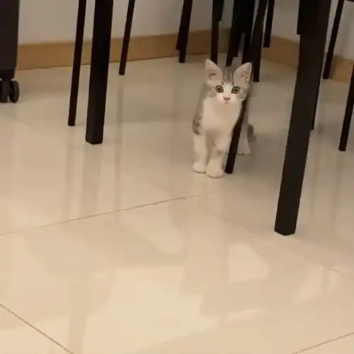 猫咪听到主人的召唤,竟然露出疑惑的表情,简直太可爱了